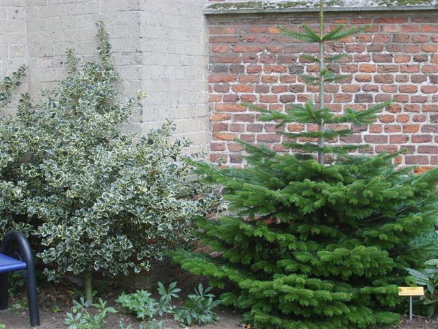 advent en kerst